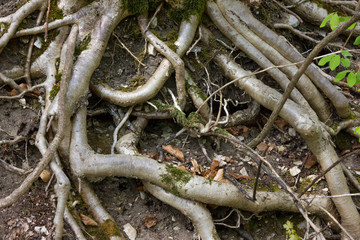 landscape spring fresh leafs flowers