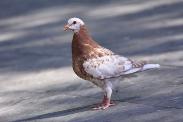鸽子