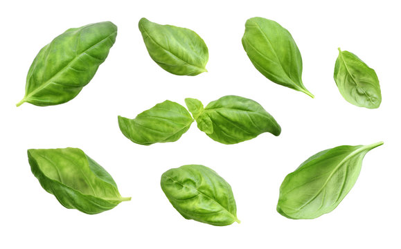 Fresh basil leaves, isolated on white background. Cut out herb, basil or spinach leaf, design elements. Group of objects, green leaves, cooking ingredients.