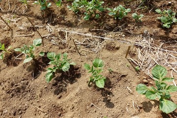 畑のジャガイモ