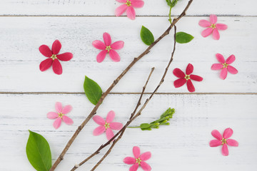 Pink and red flowers with branch and green leaves on white wood background