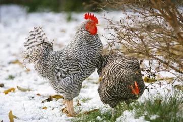 Papier peint adhésif Poulet Rooster and chicken on a background of the first snow.