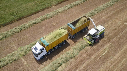Combine harvesting a green field and unloads wheat onto a double trailer truck - Top down aerial footage
