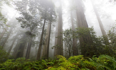 Naklejka na ściany i meble Foggy redwood forest