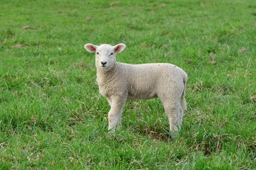 Naklejka na ściany i meble Single lamb facing the camera in the green grass