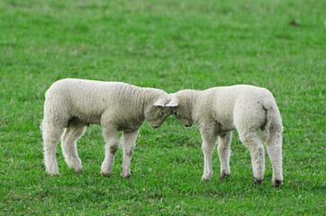 Two playful young lambs butting heads