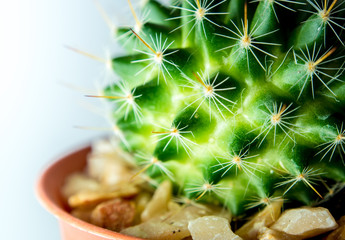 Mammillaria Cactus in the plastic pot