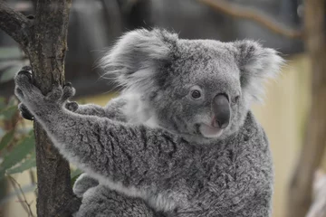 Rideaux tamisants Koala コアラ