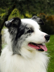  Border Collie dog