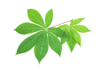 Beautiful Cassava leaf