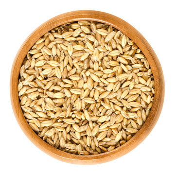 Hulless barley in wooden bowl, also called naked barley. Variation of Hordeum vulgare, an ancient food crop and cereal grain. Isolated macro food photo close up from above on white background.