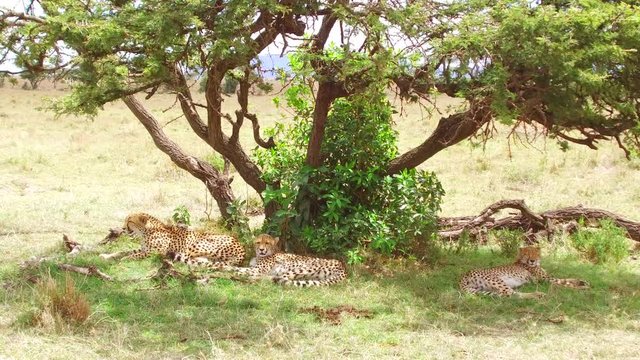 cheetahs lying under tree in savanna at africa