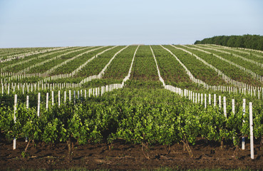Fototapeta na wymiar Perspective shot of a summer vineyard at daylight