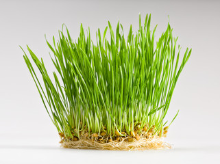 Germs of young wheat in herb