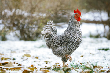 Rooster on a background of the first snow.