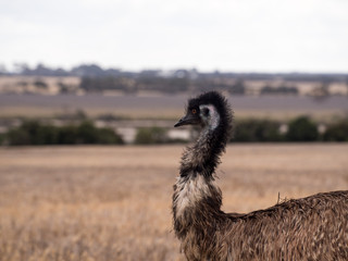 Emu on a farm in Australia