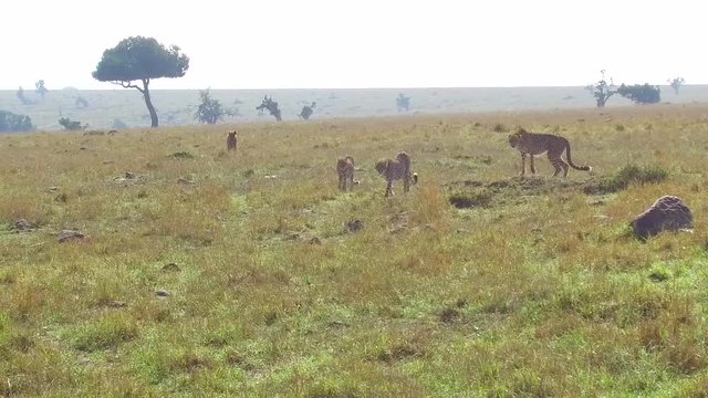cheetahs and hyena in savanna at africa
