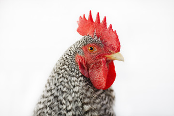 Close up of rooster isolated on a white background.
