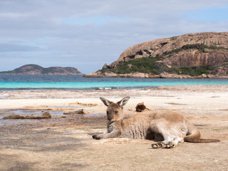 Kangaroo on the beach at Lucky Bay, Western Australia