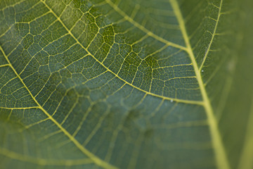 Detail of a green plant