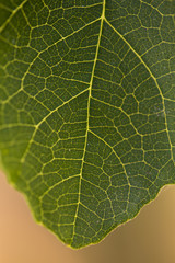 Detail of a green plant