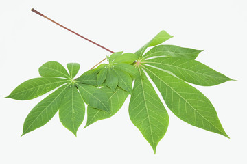 Tapioca leaf on white background