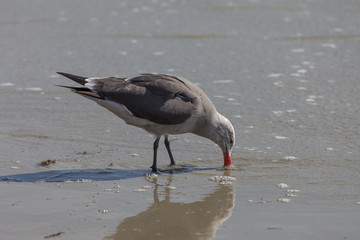 Heermann's Gull on California Shore