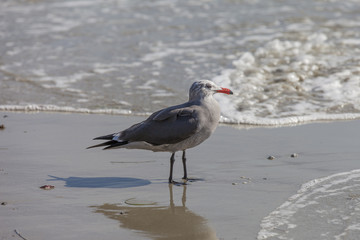 Heermann's Gull on California Shore