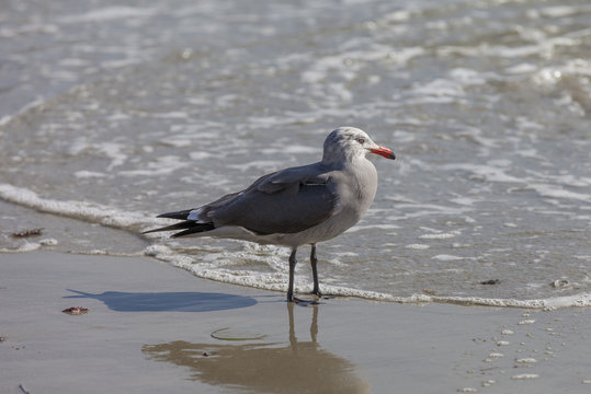 Heermann's Gull on California Shore