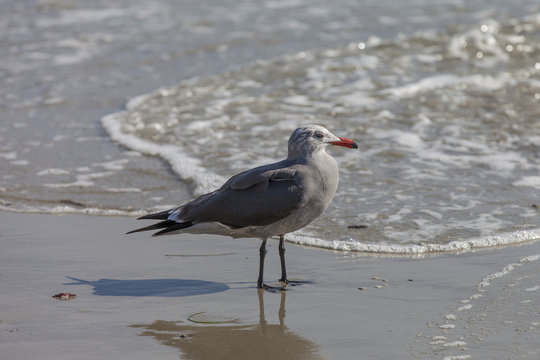 Heermann's Gull on California Shore