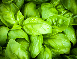 close up of original basil leaves from genoa home of pesto