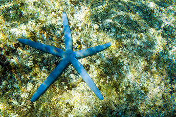 Blue starfish on the seabed. Cape between Kata and Kata Noi, Phuket, Thailand 