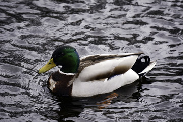 Obraz premium Duck on a river