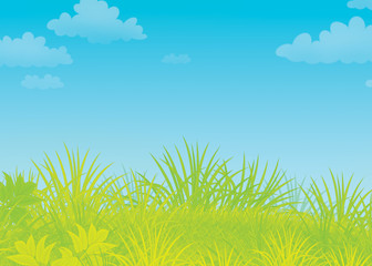 Obraz premium Summer field with green grass