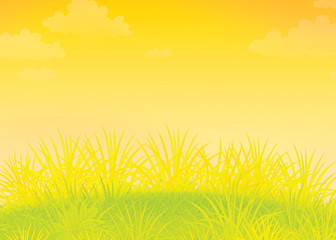 Obraz premium Summer field with green grass