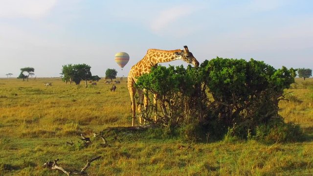 giraffe eating tree leaves in savanna at africa
