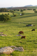 cows grazing on farm in south africa