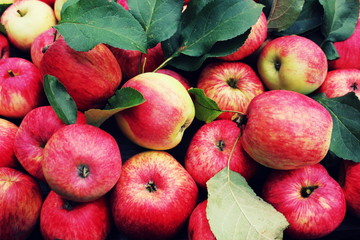 Fallen red apples with leaves. Top view