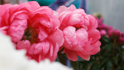 Peony