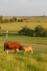 cows grazing on farm in south africa