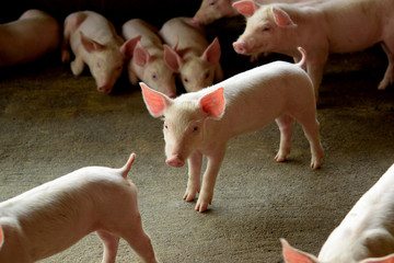 young pig in the farm