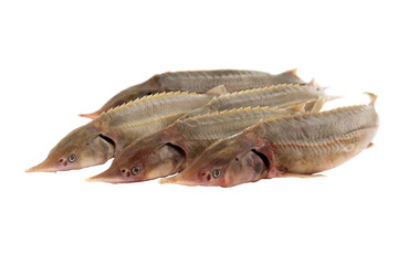 Five fishes sterlet isolated on white background. Fresh fish for cooking. Selective focus.