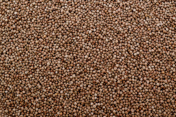 Coriander seeds isolated on white background