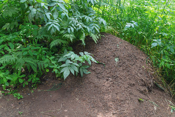Anthill in National Nature Reserve  Stolby, Russia,  Siberia,  city of Krasnoyarsk. Stolby Nature Sanctuary. Big grass. Ecologically clean protected area.