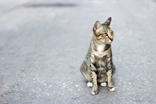 stray cat instinc survival