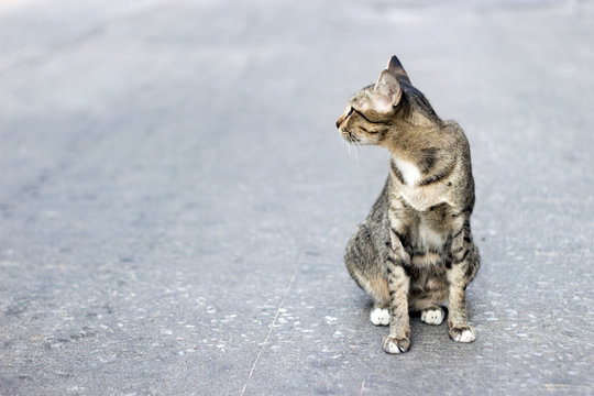 stray cat instinc survival