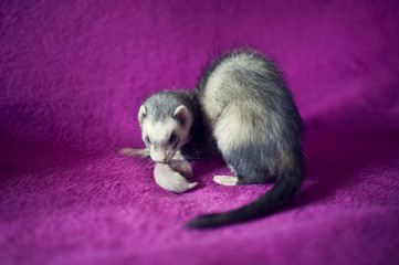 Ferret mother with her newborn baby 5 days old