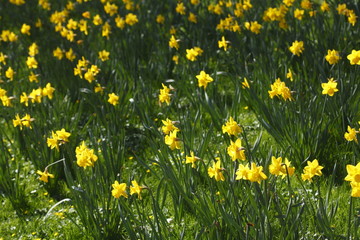 Narzissenblüte  (Narcissus Pseudonarcissus)