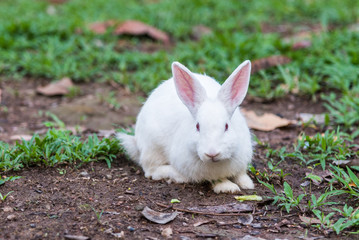 White rabbit on the grass.