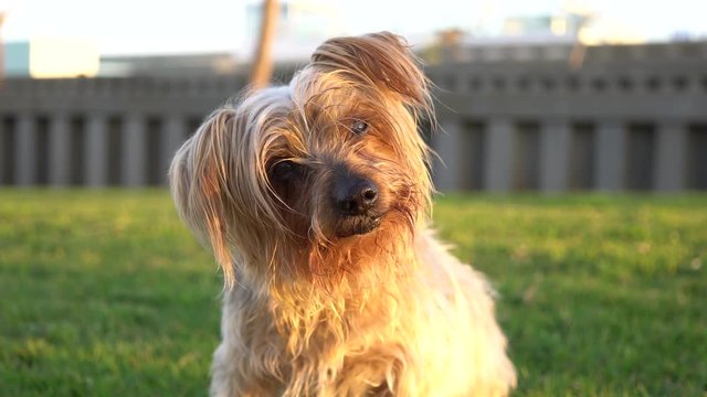 Dog with curiosity expression raising his ears, comes walking forward. Dog tilting his head Hey what's up, brown Yorkshire Terrier doggie.